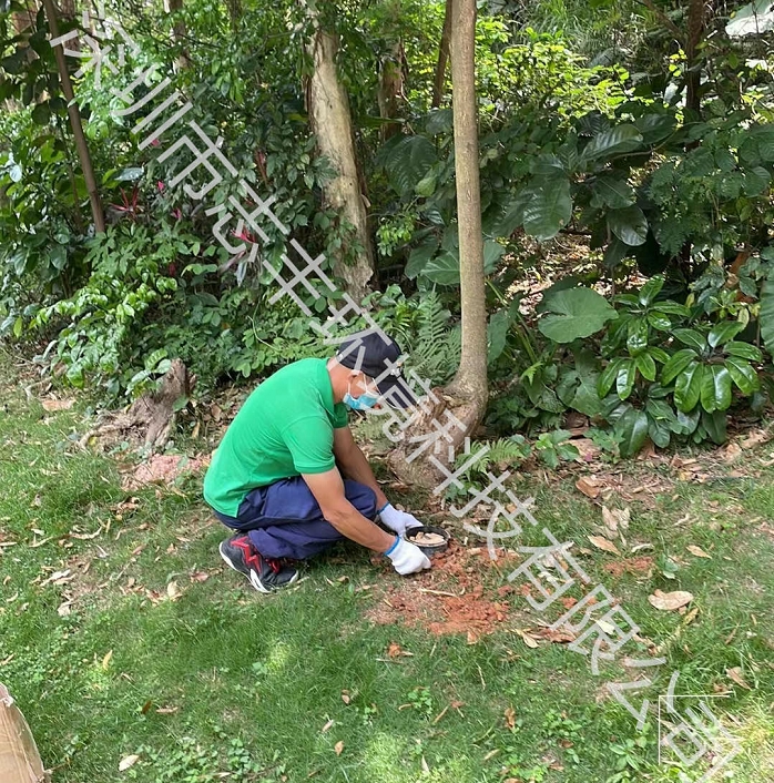 深圳居家办公该如何预防白蚁的危害呢二