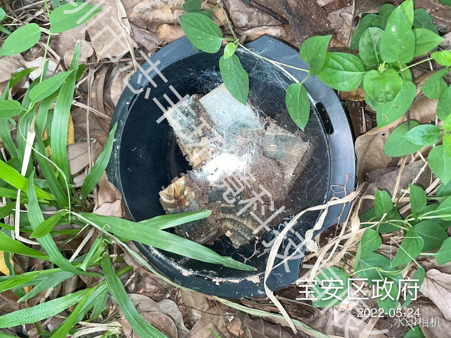 志丰环境详解新建房屋进行白蚁预防的重要性